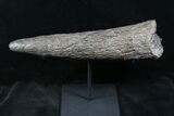 Juvenile Triceratops Horn With Stand - Montana #26870-5
